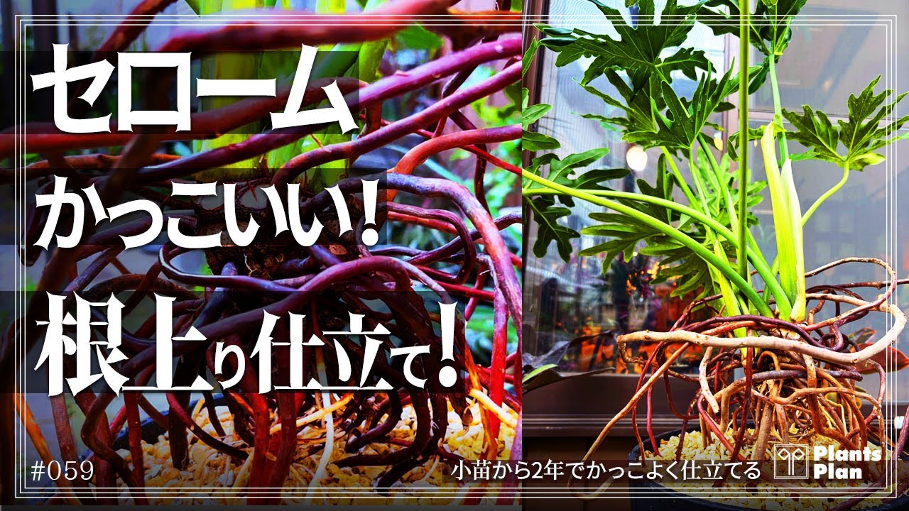 #059 【植物Tips】セロームのかっこいい根上りの仕立て方！(小苗から2年でかっこよく仕立てる！)