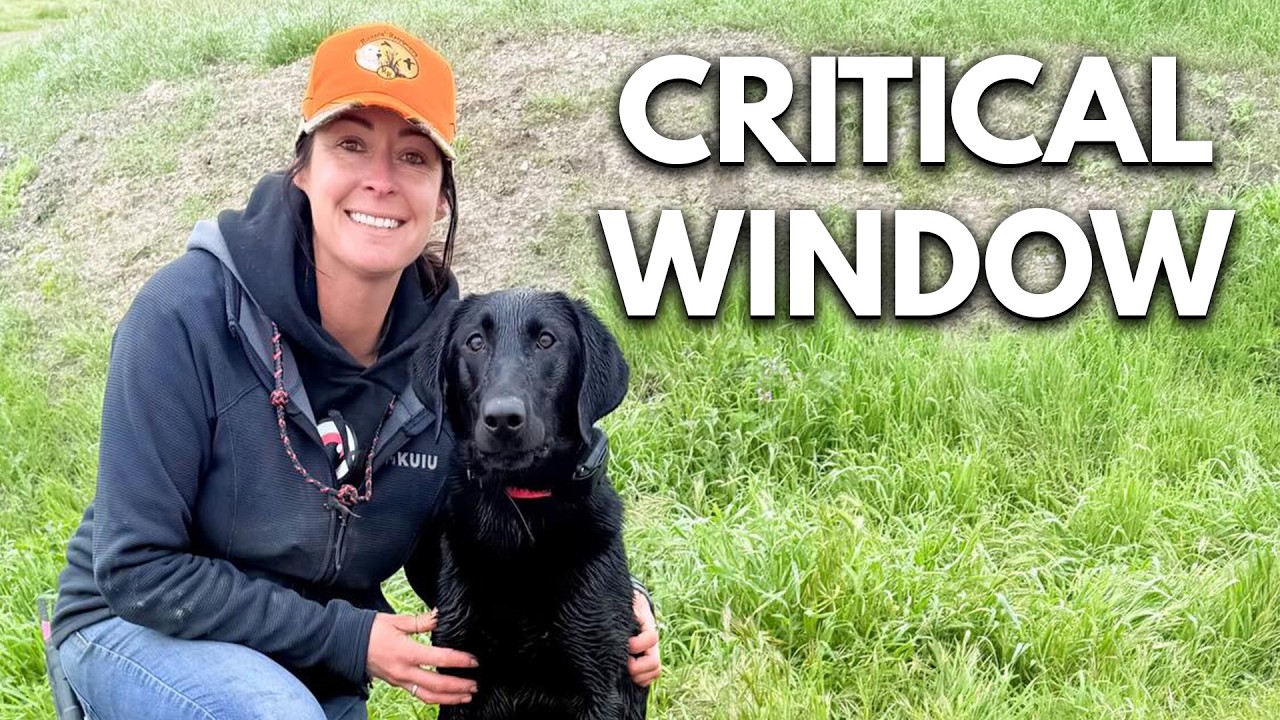 272. Raise a Confident Duck Dog Puppy Without Crushing Drive