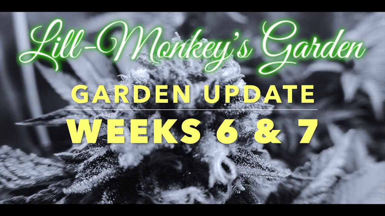 Sunset Sherbet grow weeks 6 & 7 of flower under viparspectra Par450