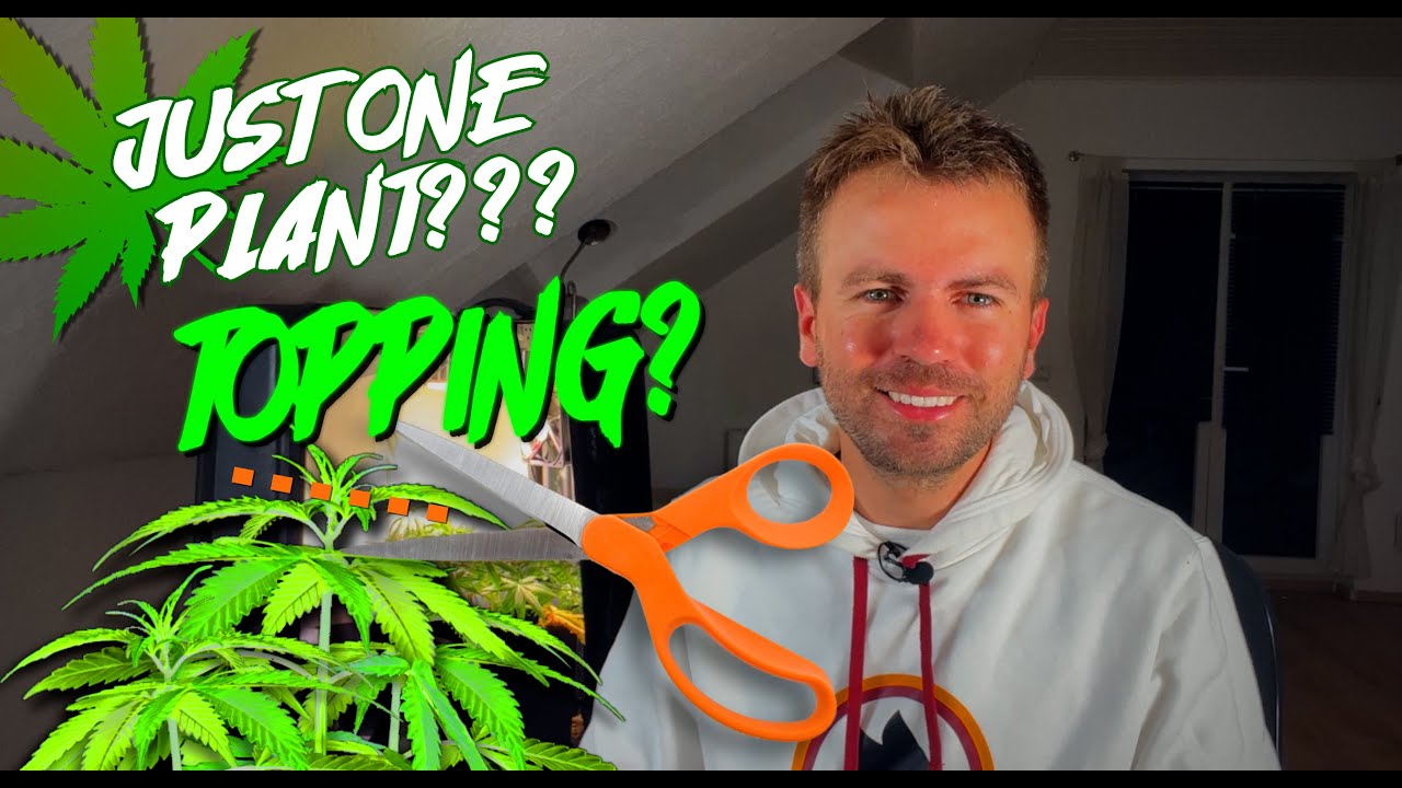 One plant in the suitcase with Topping! - Mini Grow Box by Bonsanto®