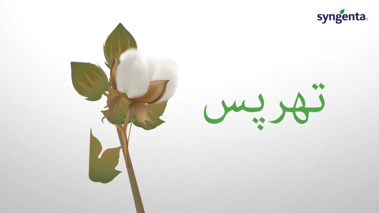 Syngenta Pakistan Integrated Pest Management Strategy - 2019 [Thrips]