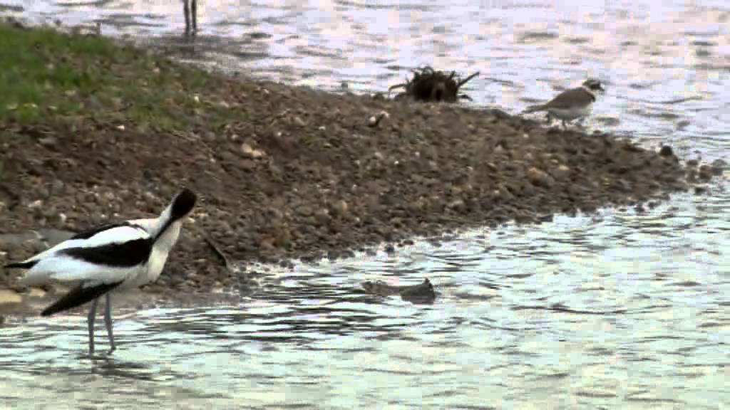 Springwatch 2013: Avocets in Worcestershire