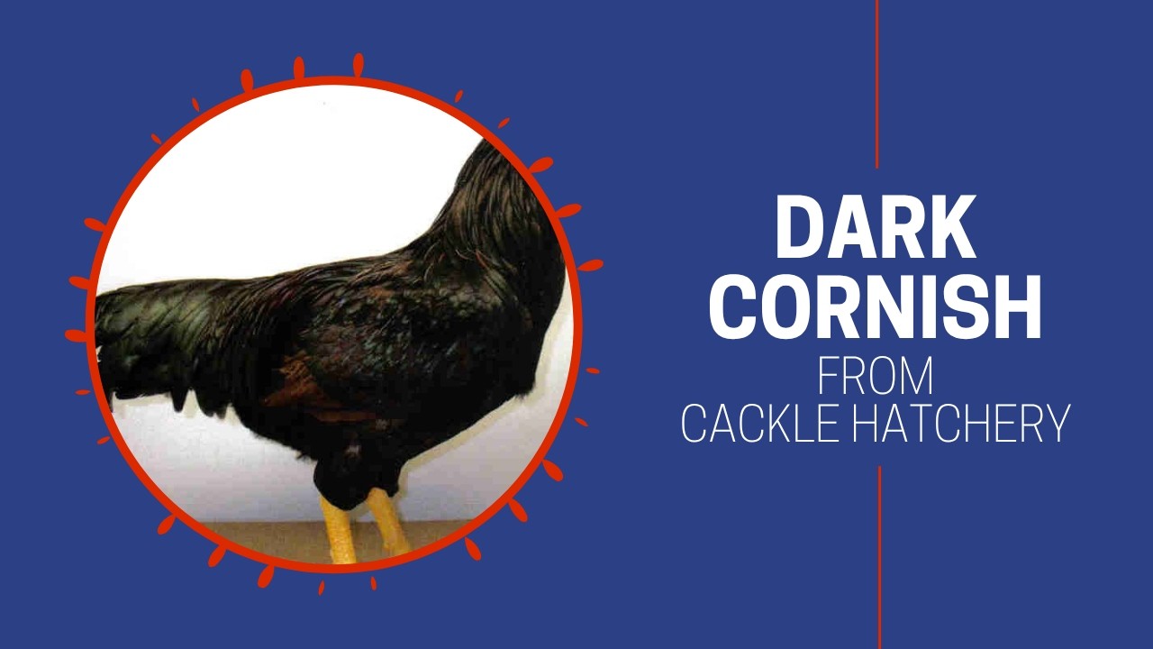 Dark Cornish Chicken Breed (Breeder Flock) | Cackle Hatchery