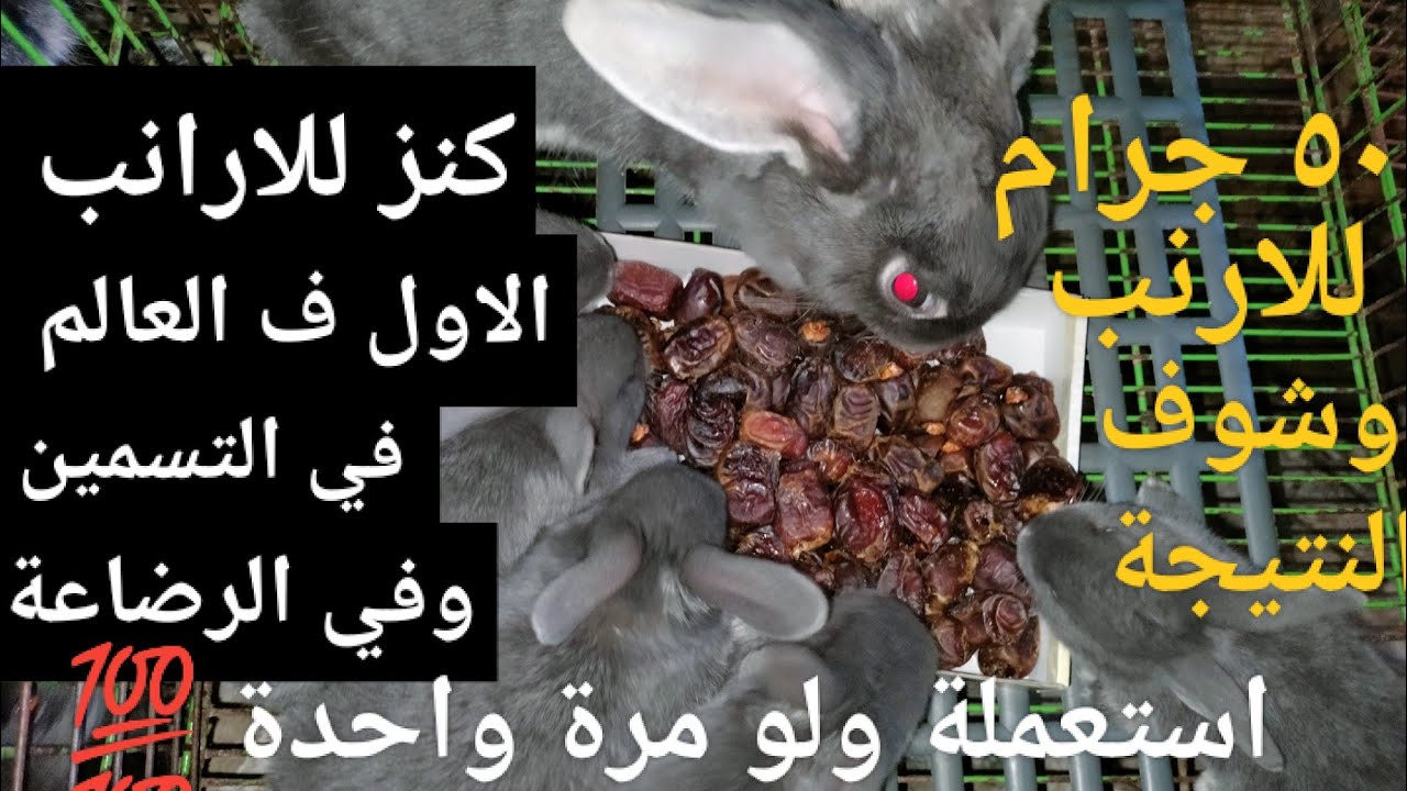 ٥٠ جرام استعمله للارنب مرة واحدة كنز للارانب الأول في العالم في التسمين وفى الرضاعة لازم تجربه 👍