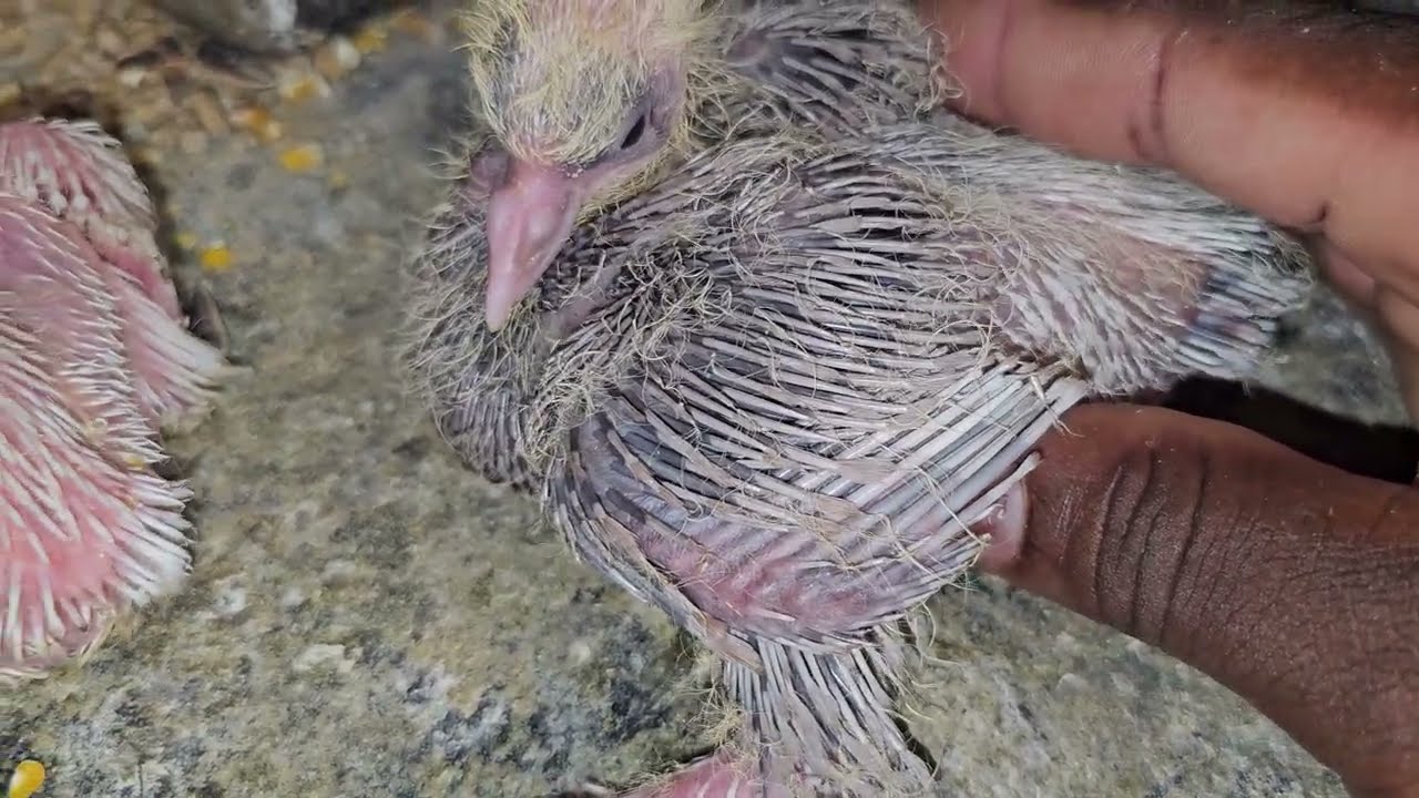 Fantail Pigeon Breeding & Lineage #fantailpigeon #pigeonbreed #kabutar #pigeonhouse