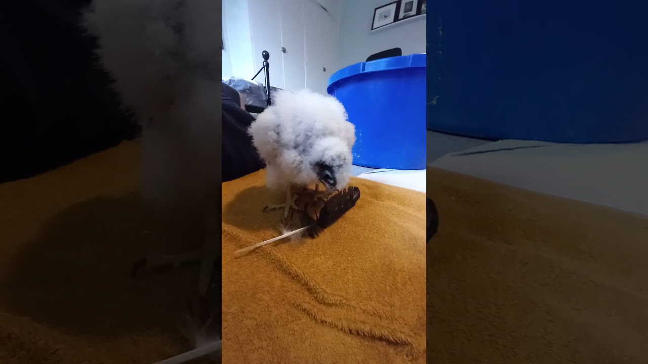 BABY PEREGRINE PLAYS WITH A FEATHER!