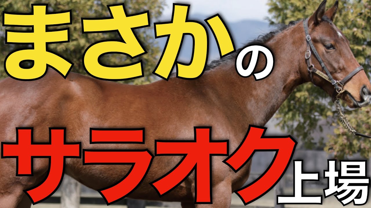 【レアケース】日本ではかなり珍しい！OP実績のある3歳馬がサラオクに出品される。