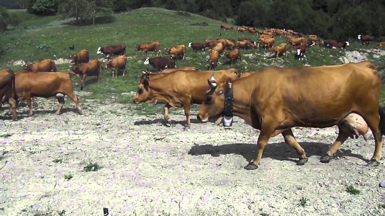 Alpage de Naves . Repas du soir