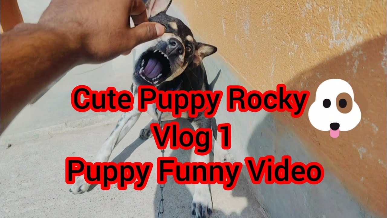 Cute Puppy Funny Video 