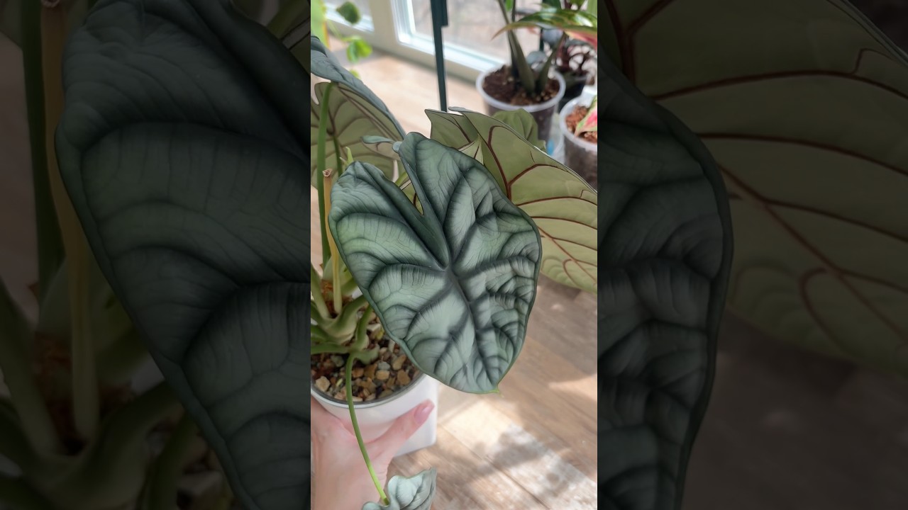 а вы удаляете цветоносы или позволяете растениям цвести? #plants #алоказия