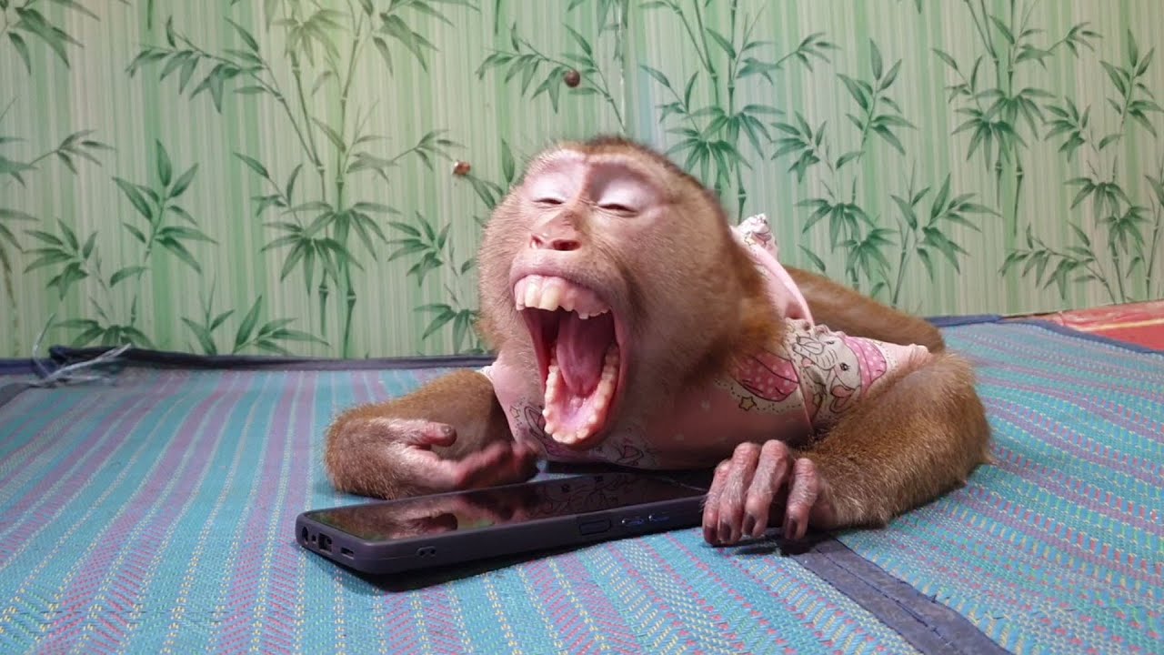 The daily life monkey Koko & Yoko family, How sweetie Koko playing with mom