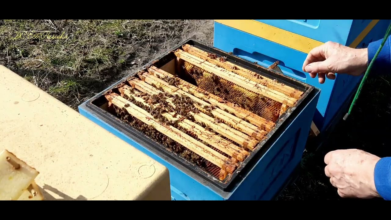 #668~DC Eco Pasieka~ 11 III 2026 - ul.20 - przegląd I sprawdzenie pokarmu