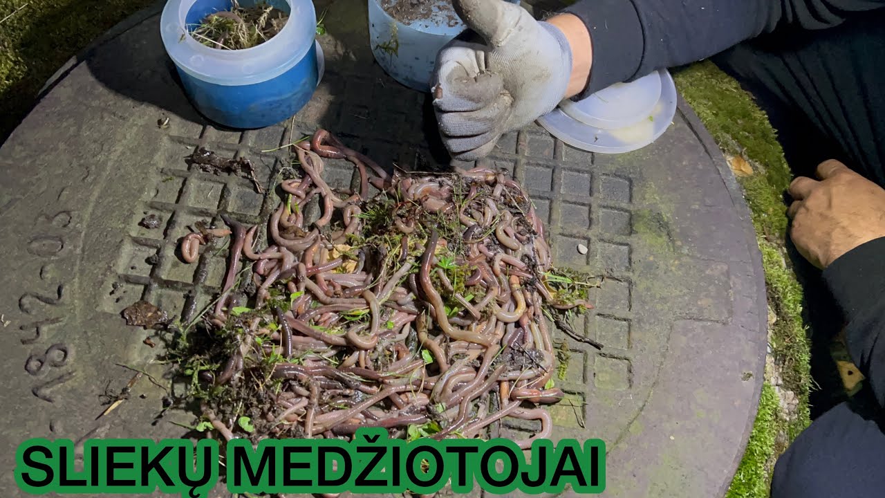 Naktinių sliekų medžiotojai 2023