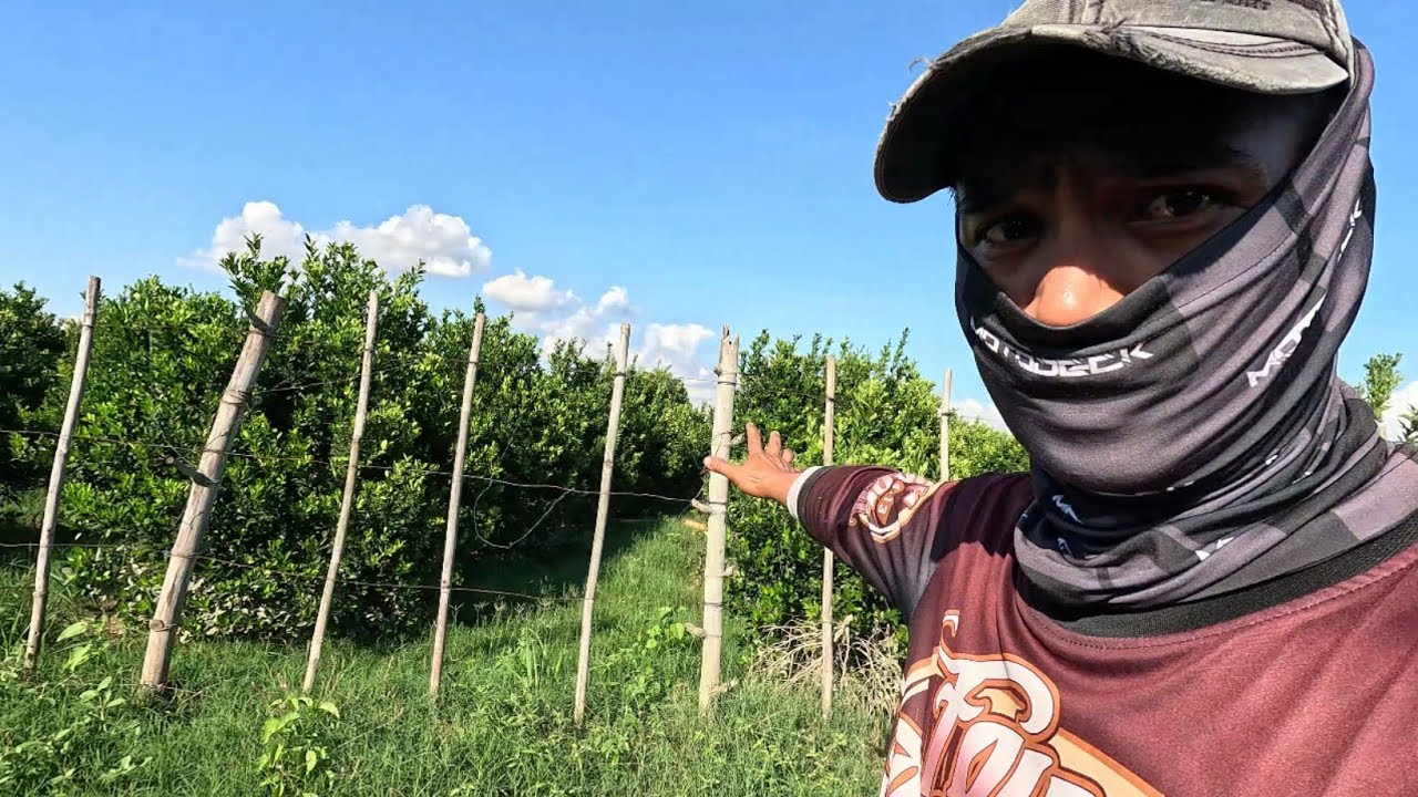GRABE ANG MGA BLESSING NG CALAMANSI NA DUMADATING SA AMIN
