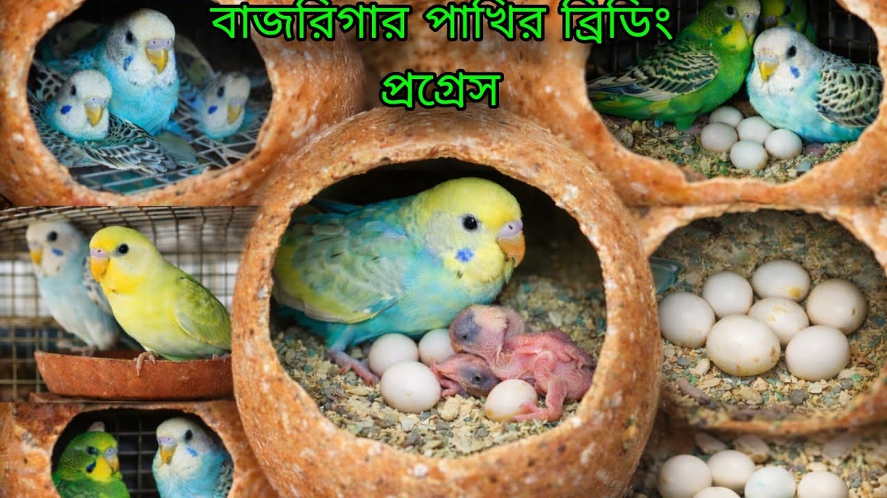 My Budgies Setup Breeding Progress 3nd Clutch || budgies breeding progress.#budgies#virelvideo 