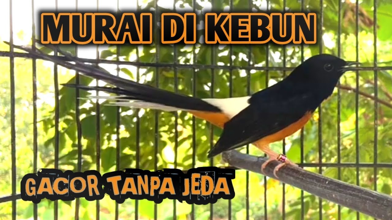 murai batu gacor AMPUH buat PANCINGAN murai batu agar bunyi JADIKAN burung murai gacor EMOSI