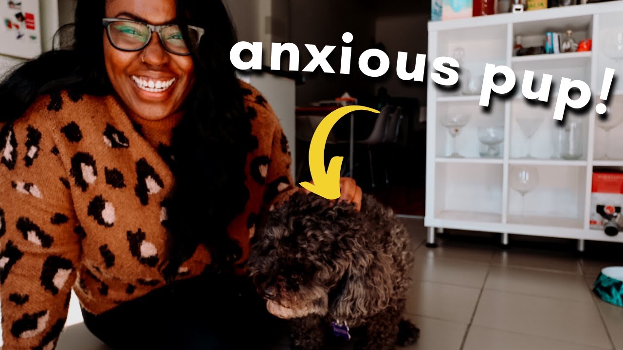 the TRUTH about dog sitting (honest experience)