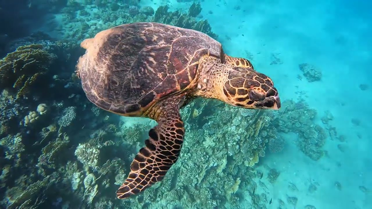 Rafa koralowa Brayka Royal/Bay #marsaalam #dolphins  #snorkeling