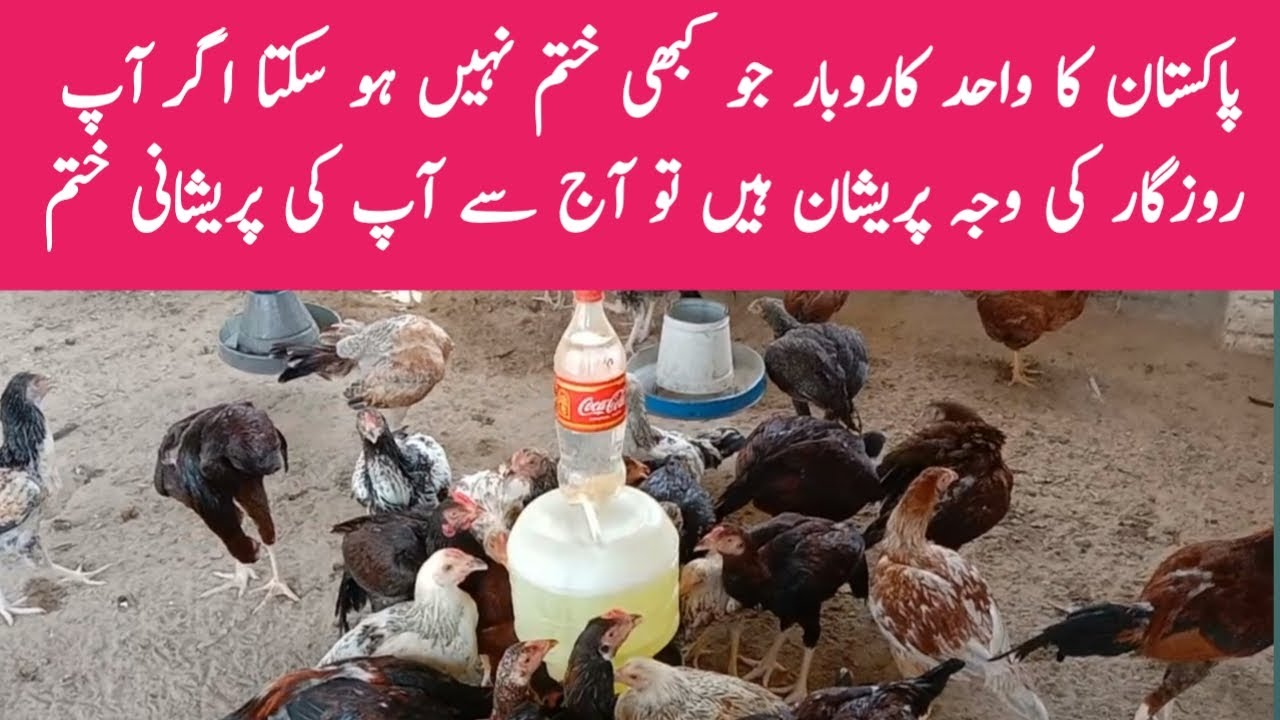 Desi chicken farming business plan || Pure desi murgi palan in Pakistan || Khair village life