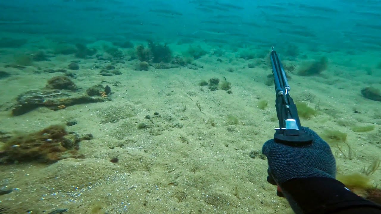 Port Phillip Bay Spearfishing