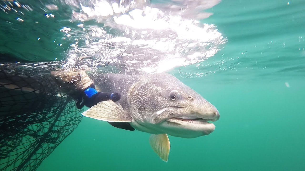 Great Bear Lake NWT – Fishing 50 Pound Lake Trout – GoPro 1080