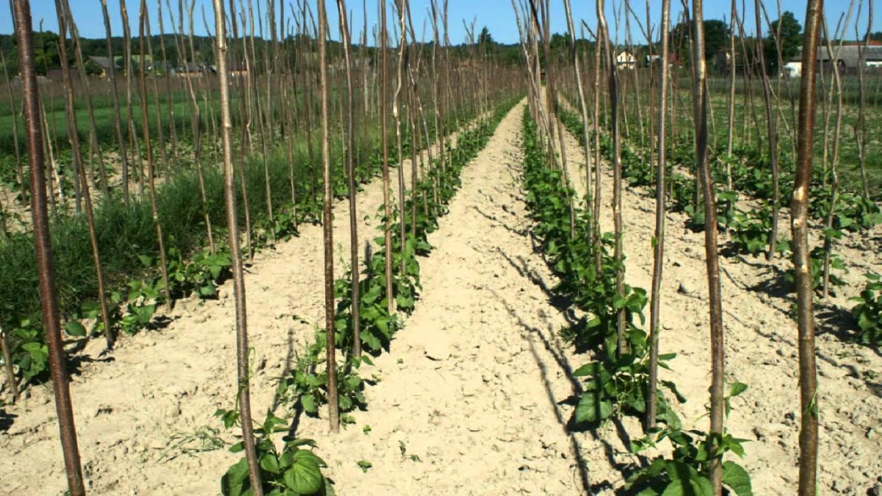 Piękny Jaś - Beans planting