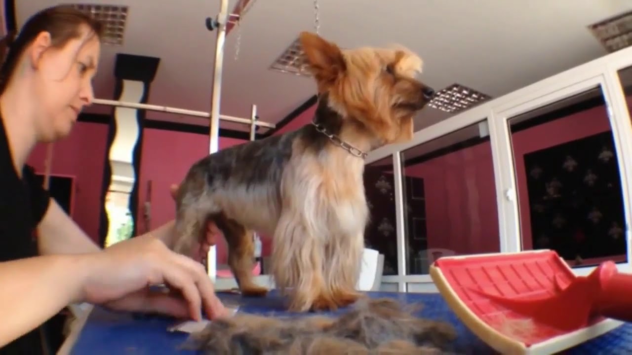 Cruce de Yorkshire con mucha personalidad - Peluquería Canina Nanuka Style --