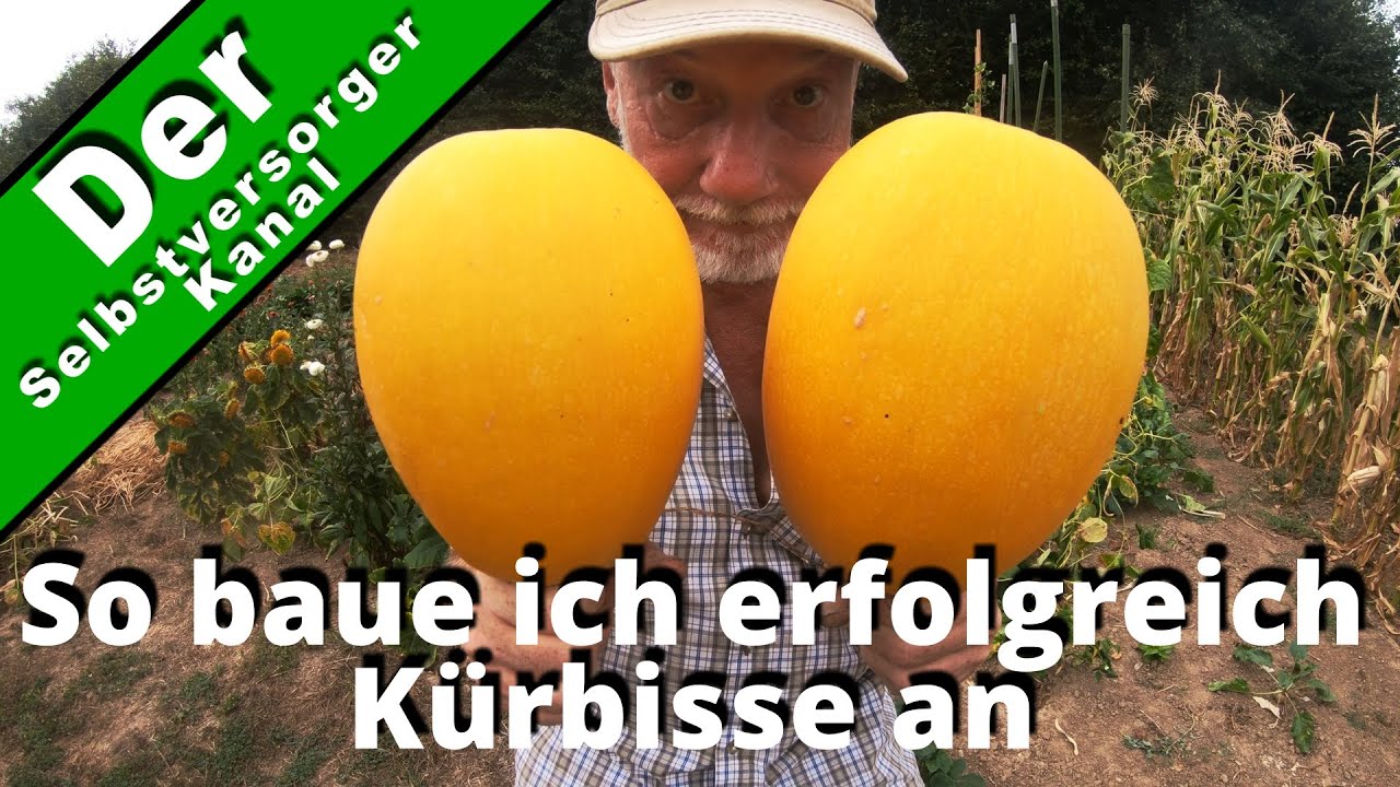 Kürbis erfolgreich selbst anbauen ganz einfach