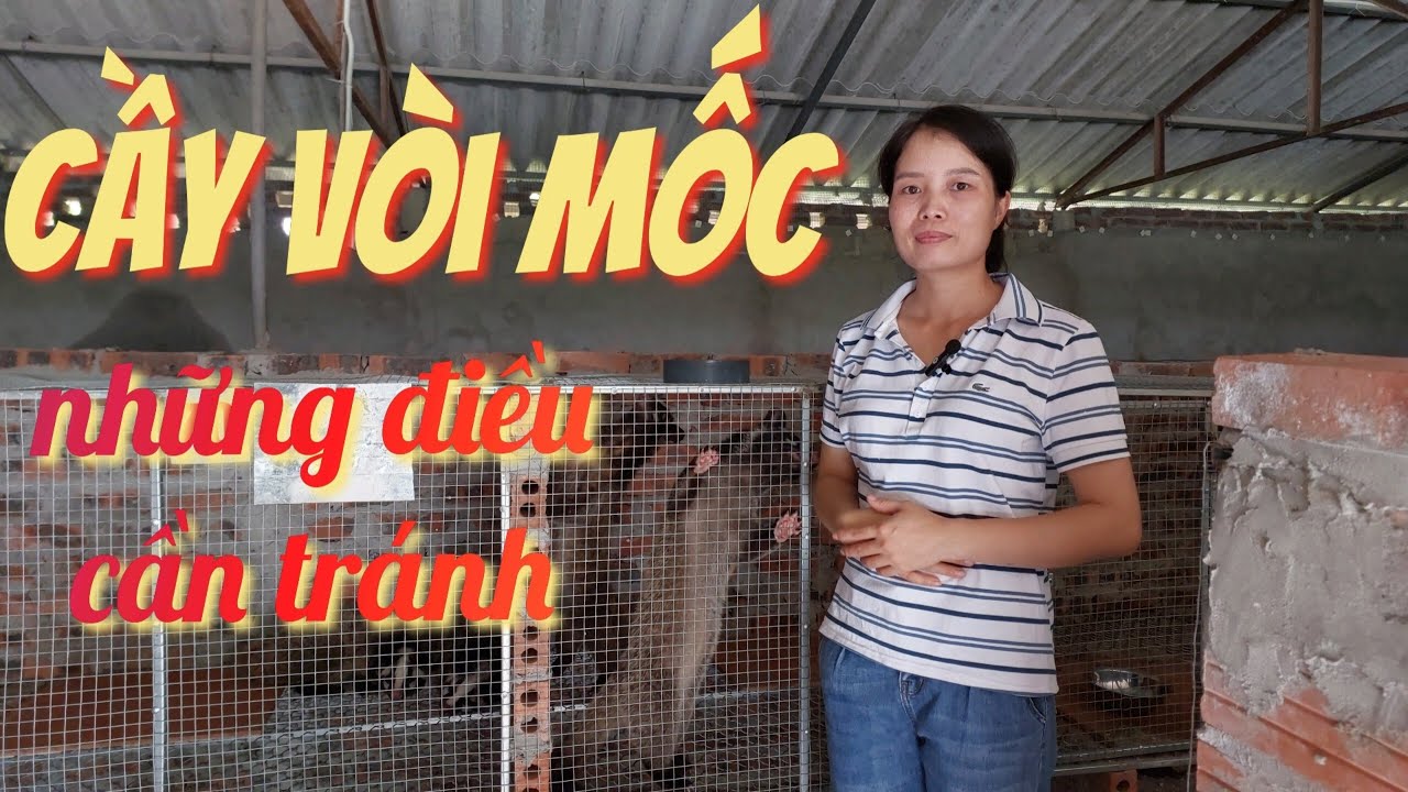 Chia sẻ kinh nghiệm nuôi chồn mốc giống ( cầy vòi mốc )  của cô gái đến từ Nghệ An