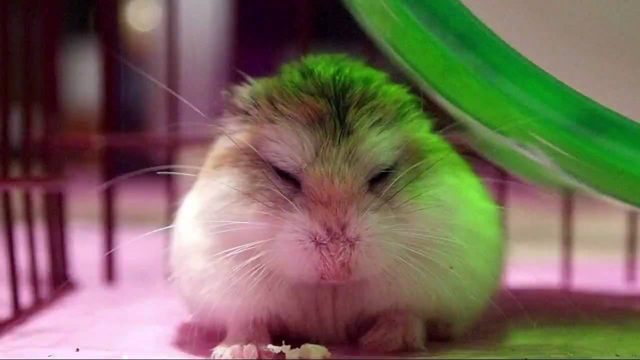 Roborovski Hamster Yawn