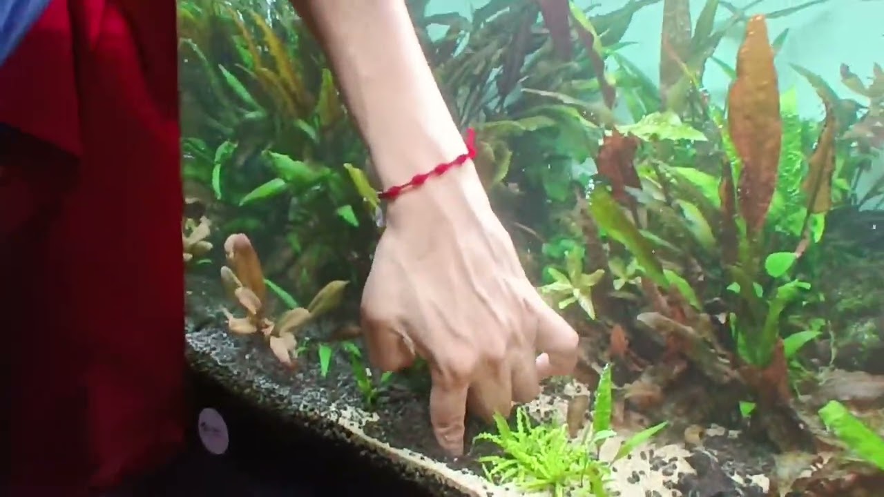 Smatoglotis Pretoi #plantas #aquarium #acuarios #fish #chile #plants #anubias #suscribete 🫶💯