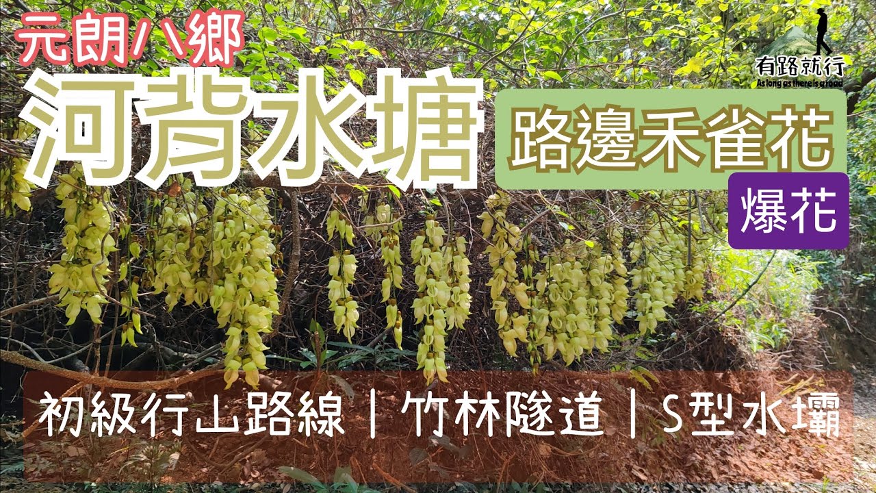 河背水塘『元朗八鄉』｜路邊禾雀花爆花｜竹林隧道｜S型水壩｜初級行山路線