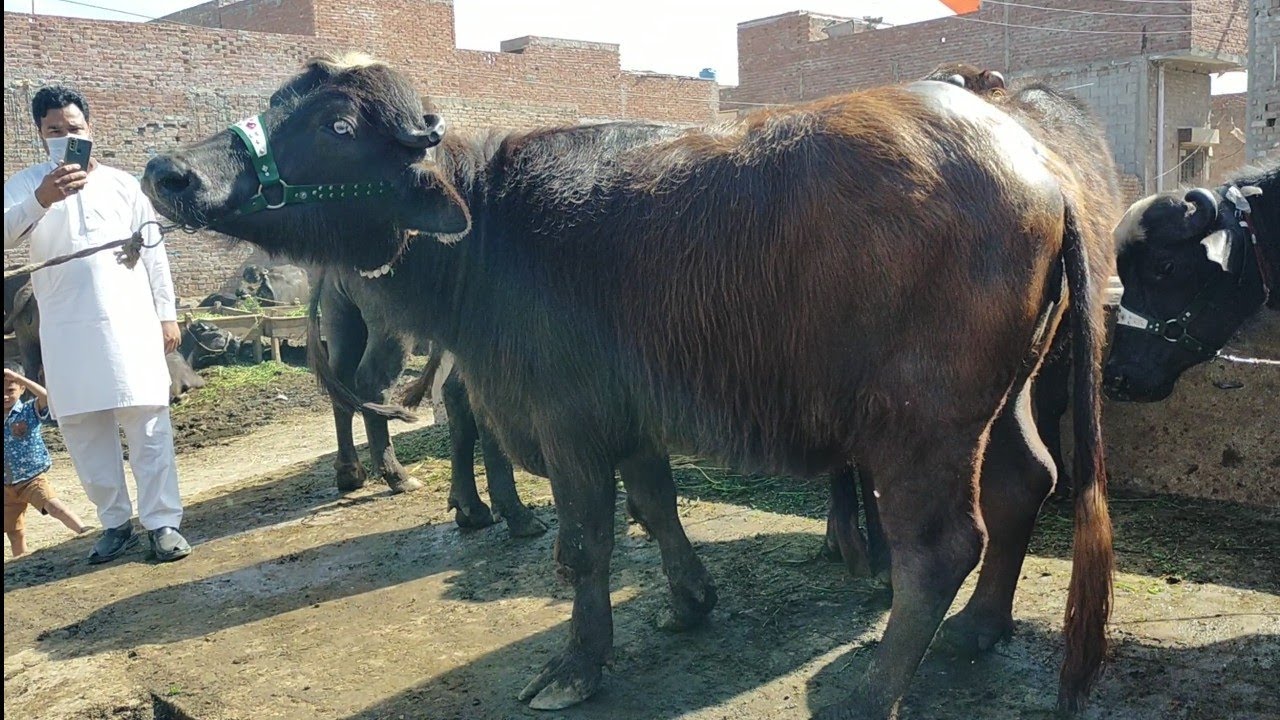 Who Took The Most Beautiful Phandar And Gabban Jotiyan From Riaz Cattle Farm Sheikhupura?