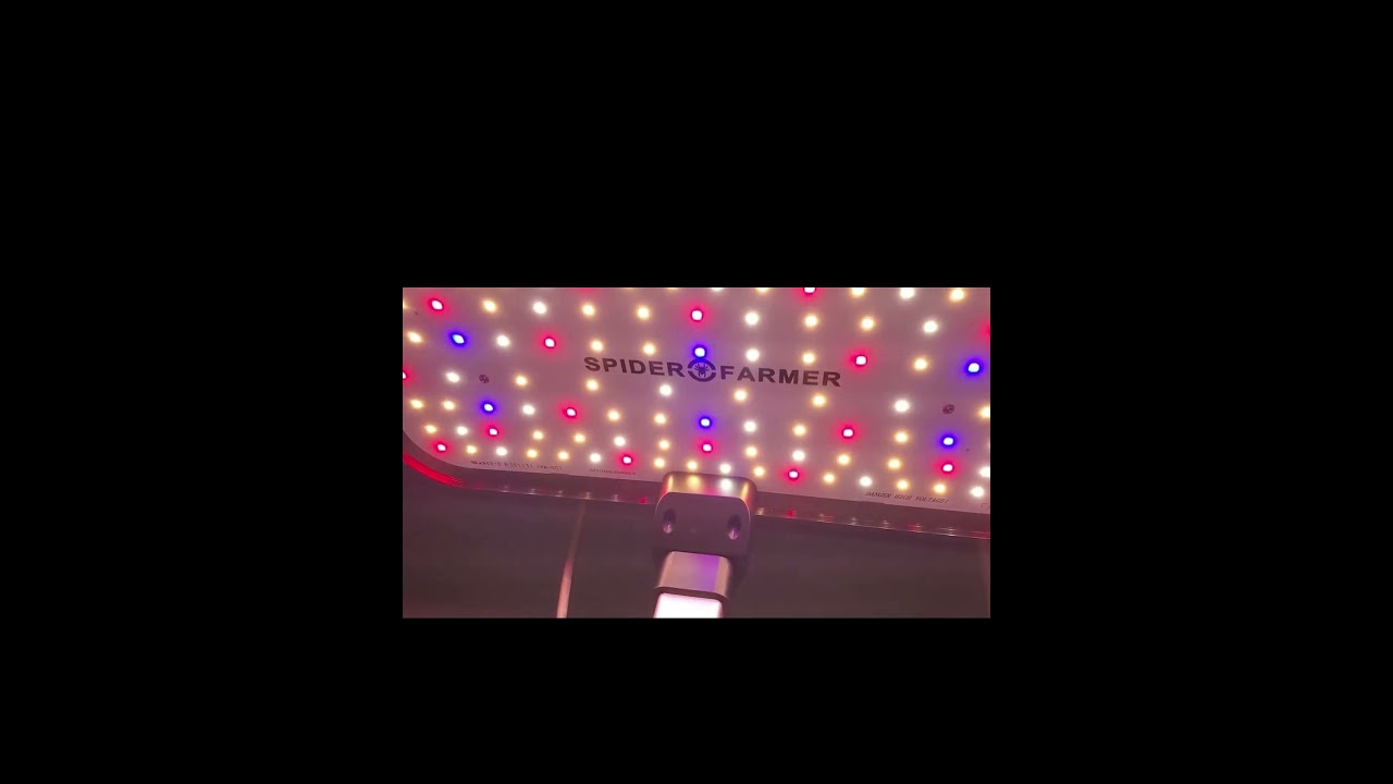 Don't Know Which Hydroponic Light to Choose? Try Spider Farmer Smart G12 !