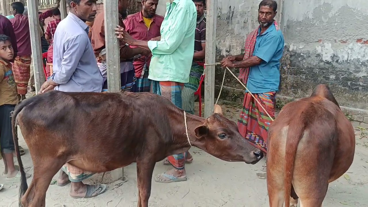 13 March 2026 গ্রামের বাজারে জমজ  গরু বিক্রি করা হচ্ছে পানির দামে 