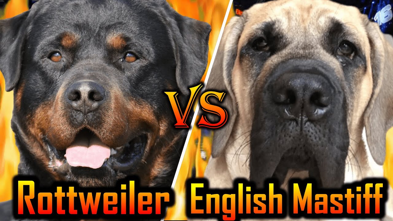 Rottweiler vs English Mastiff | English Mastiff vs Rottweiler | Best Family guard dog |Billa Boyka|