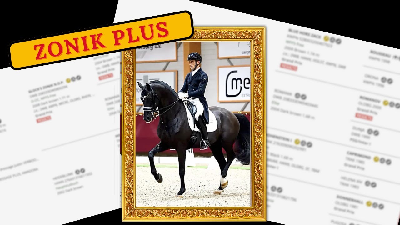 Zonic Plus: A Breeder's perspective on this new Dressage star.