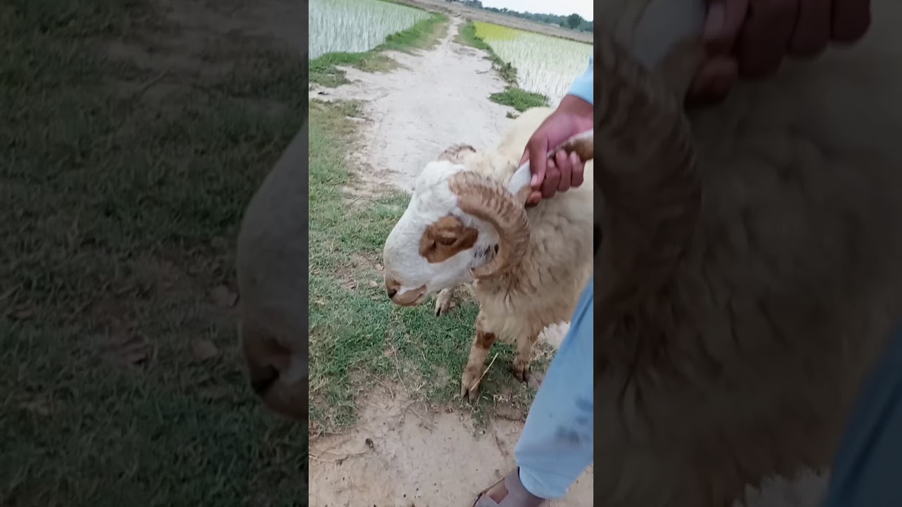Animal hub video 2020