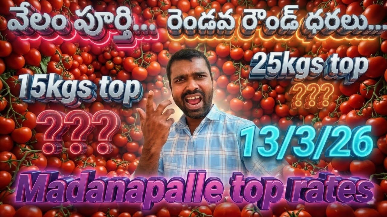 13/3/26 Madanapalle tomato market price today 🍅 మదనపల్లె ధరలు #todaytomatorate #crkvideos16 