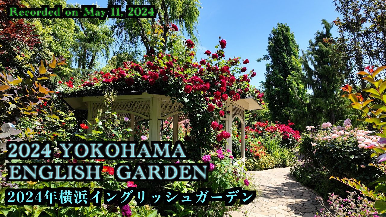 🇯🇵2024横浜イングリッシュガーデン バラの庭園　 2024 YOKOHAMA ENGLISH ROSE GARDEN  #4K #横浜イングリッシュガーデン #ローズ