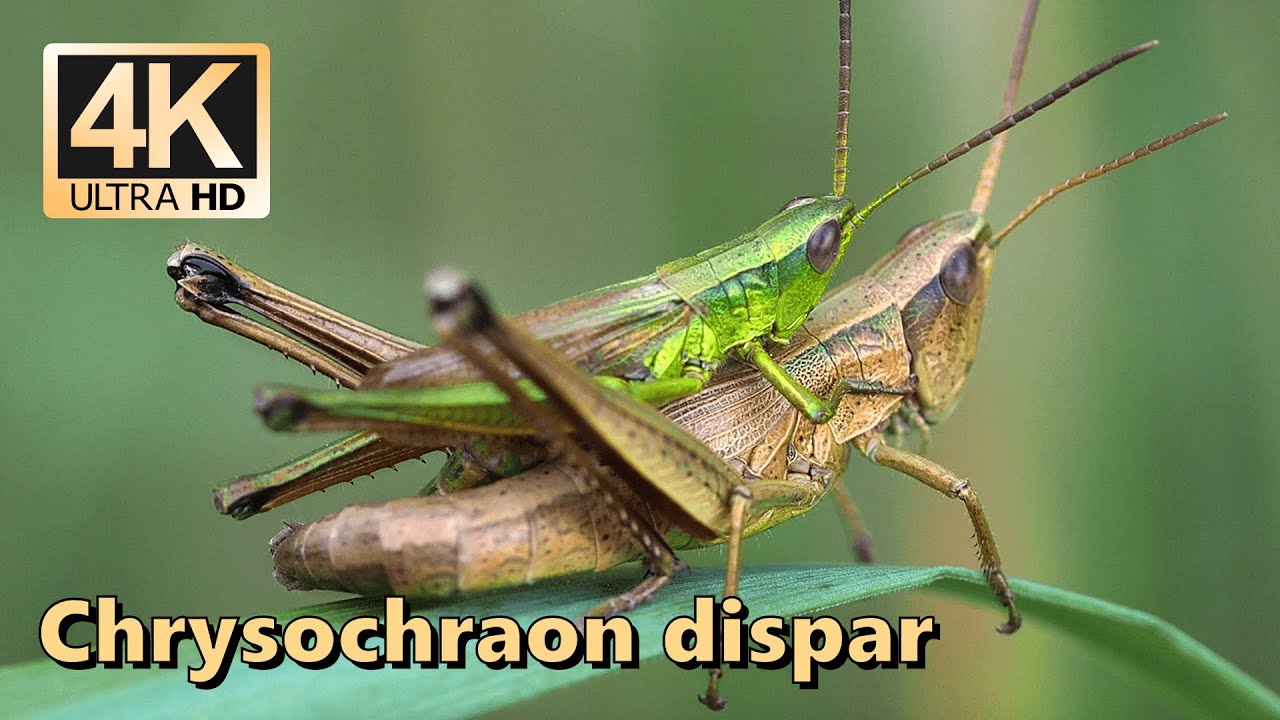 Chrysochraon dispar