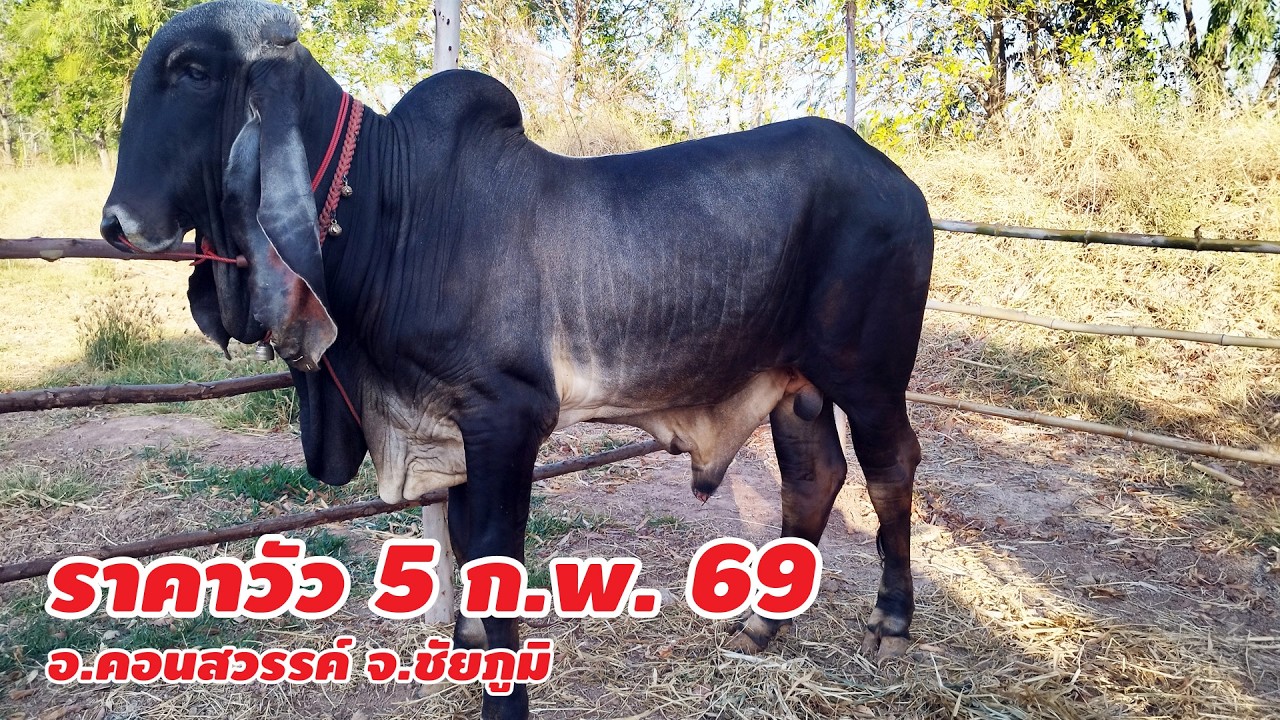 ราคาวัว 5 กุมภาพันธ์ 2569 บ.หนองขาม ต.หนองขาม อ.คอนสวรรค์ ชัยภูมิ กำนันแสงทองเปิดวันจันทร์/พฤหัสบดี
