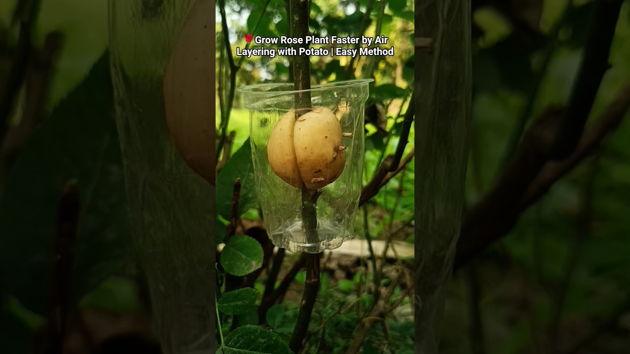 Best method of propagate roses by air layering with patato 