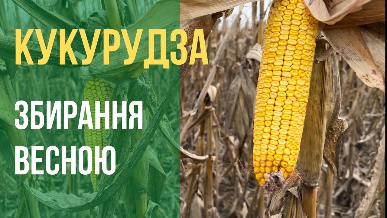 Збирання кукурудзи навесні