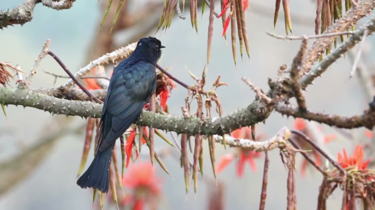 Asian Drongo Cuckoo / ফিঙ্গে পাপিয়া (Surniculus lugubris)