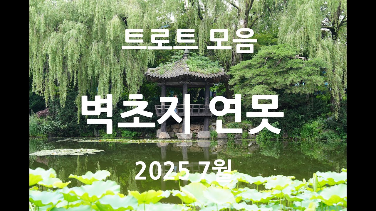 트로트 노래- 