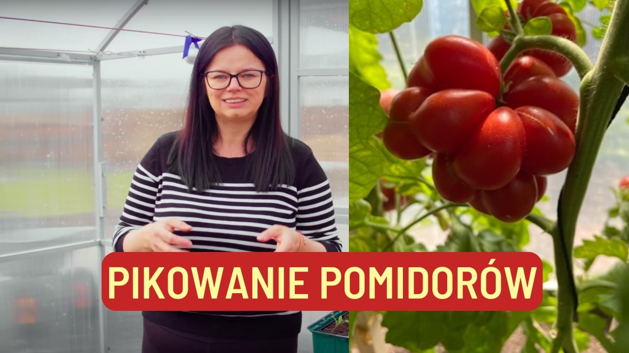 PIKOWANIE POMIDORÓW | Kasia in