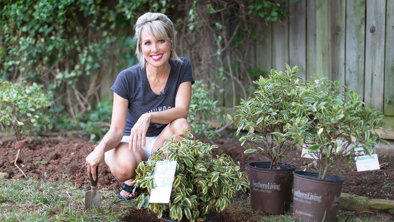 Southern Living Plant Collection // Juliet&trade; Cleyera
