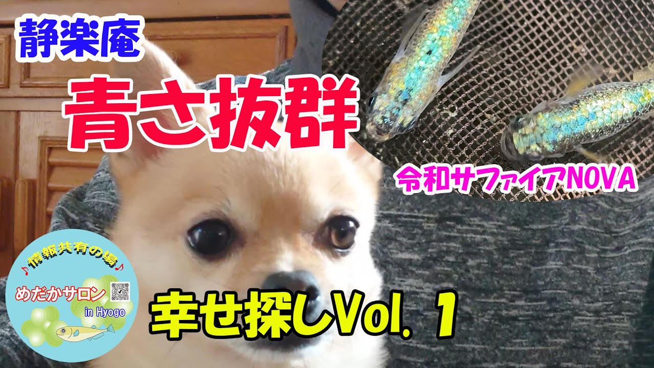 第195回 静楽庵プラス【めだかサロンで幸せ探し Vol １】