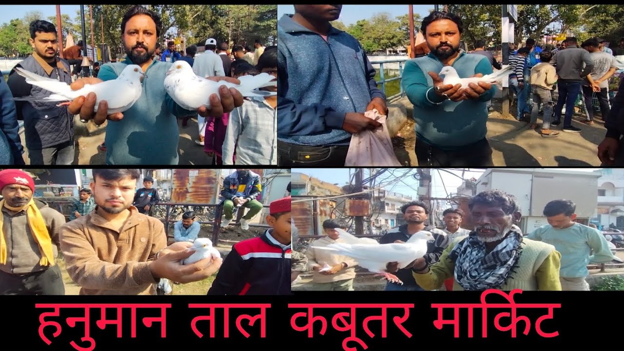 जबलपुर कबूतर मार्किट #pigeon #jabalpurmarket #kabutar #bird #birdspecies #likeandsubscribe 